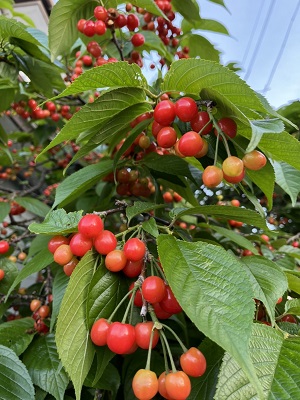 さくらんぼ拡大